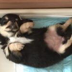 犬がトイレで寝てしまうのはなぜか。理由と5つの対策を解説