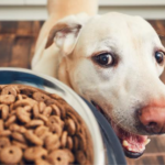 無添加ドッグフードについて〜安全性は？そもそも存在するの？オススメ商品もご紹介！！〜