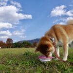 柴犬に向いているドッグフードはある？選び方3つのポイントを解説