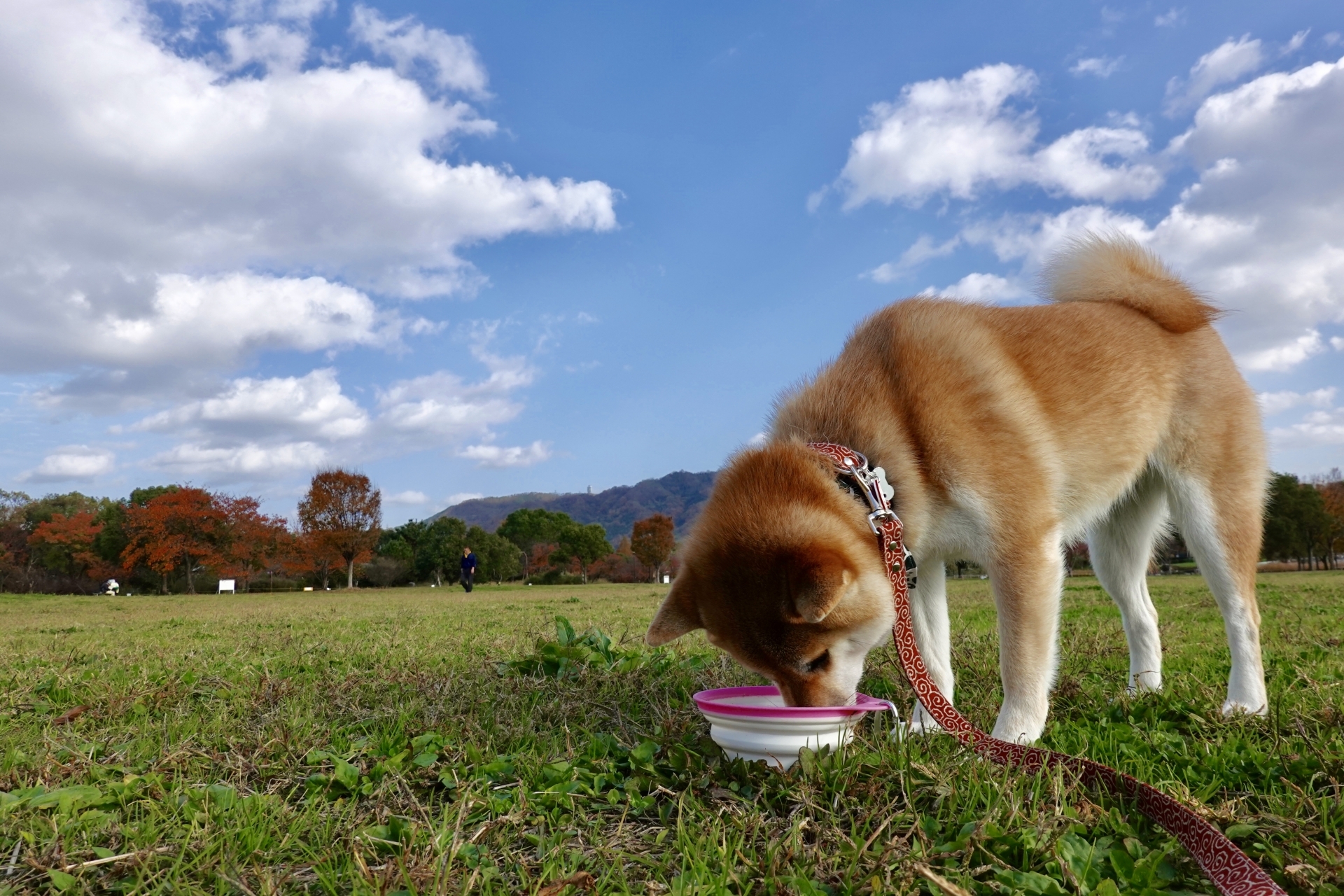 柴犬に向いているドッグフードはある？選び方3つのポイントを解説