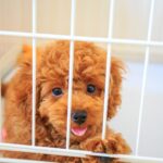 子犬のトイレはどうする？犬を家に迎えたらやるべきこと