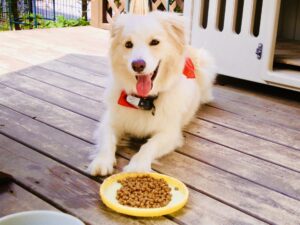 愛犬が餌を食べないときはどんなとき？気になる5つの原因と対処法
