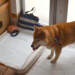 犬がちゃんとトイレをしてくれない？犬を飼い始めたらやるべきこと