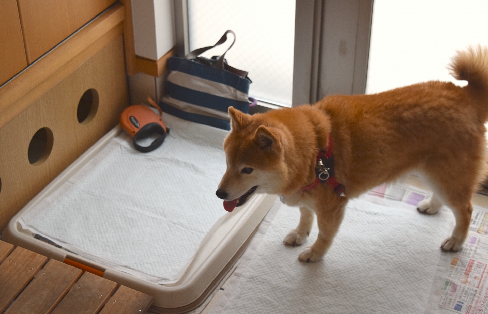 犬がちゃんとトイレをしてくれない？犬を飼い始めたらやるべきこと