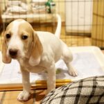 犬のトイレのしつけとは？トイレに失敗したときの対応方法