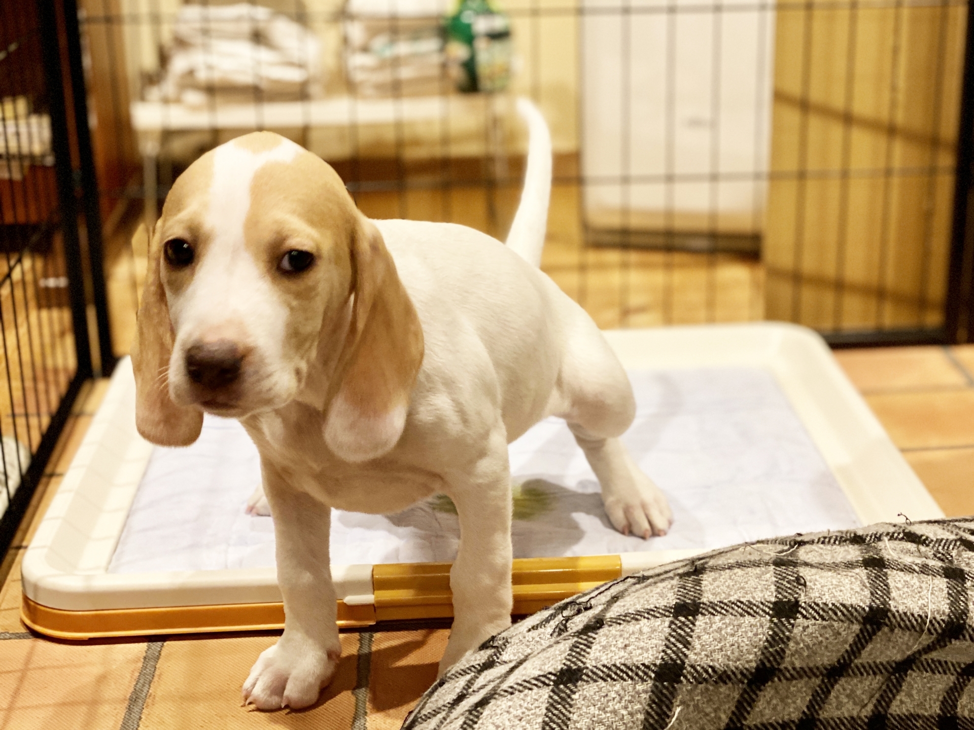 犬のトイレのしつけとは？トイレに失敗したときの対応方法