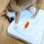 犬のトイレのはみ出しどう防ぐ？3つの対策方法をご紹介