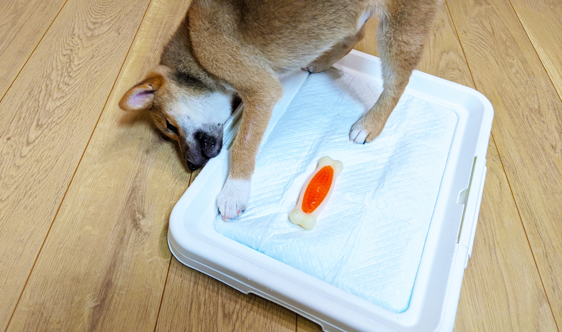 犬のトイレのはみ出しどう防ぐ？3つの対策方法をご紹介