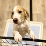 犬のトイレトレーニング！しつけのコツをご紹介！