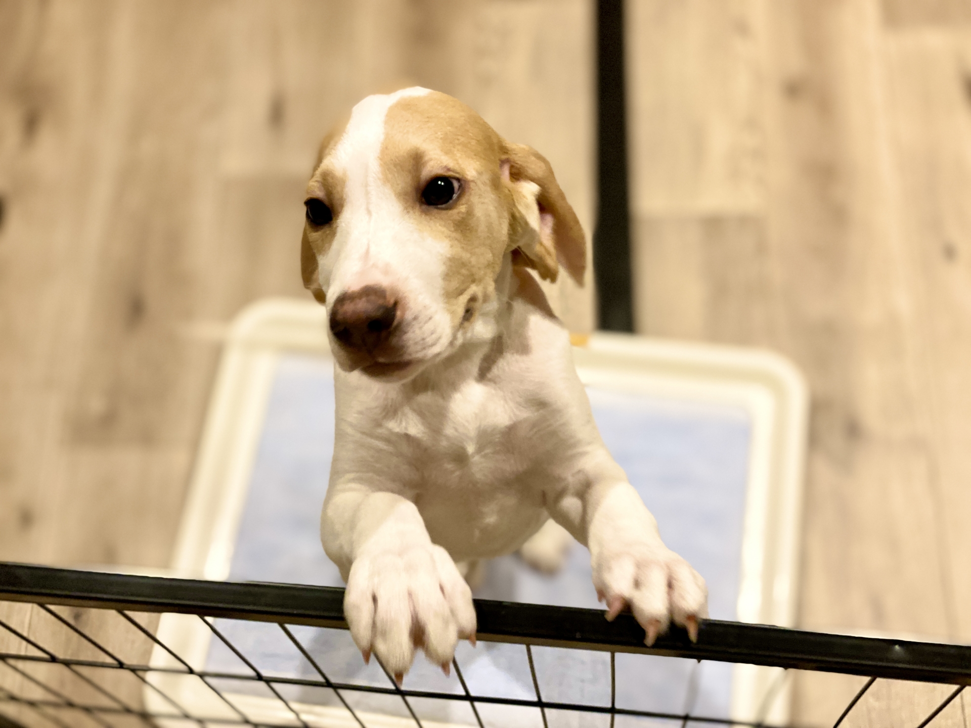 犬のトイレトレーニング！しつけのコツをご紹介！