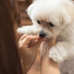 犬アレルギーの症状、対処法について解説！