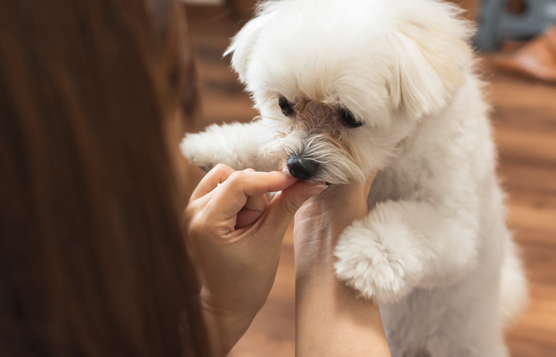 犬アレルギーの症状、対処法について解説！