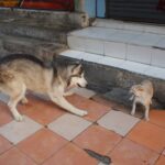 犬と猫が喧嘩を始めた！対処法と普段からの対策を解説