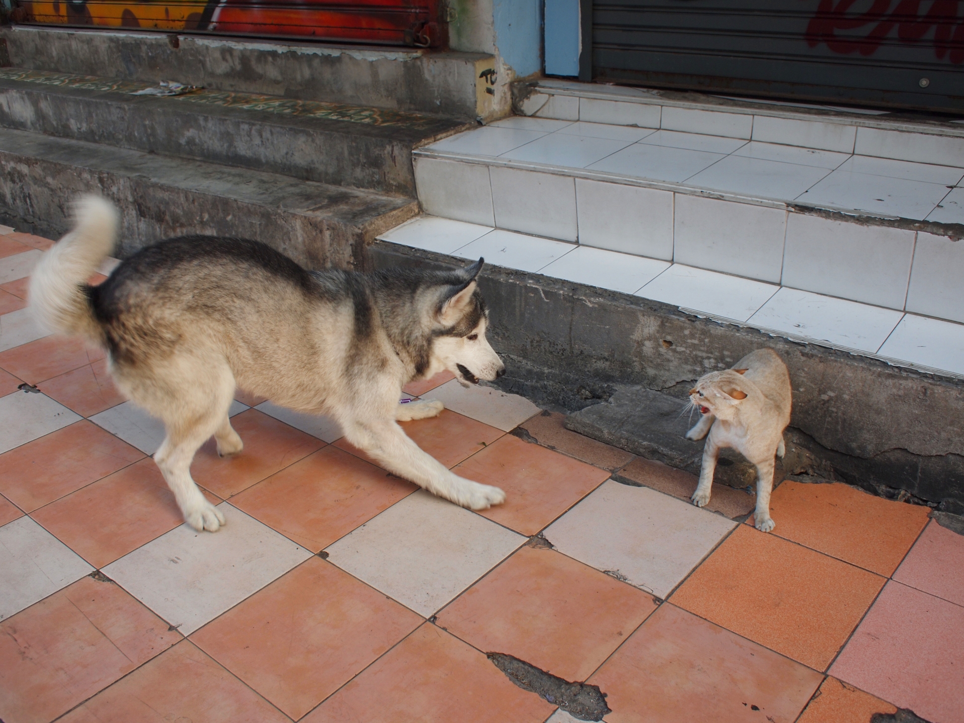 犬と猫が喧嘩を始めた！対処法と普段からの対策を解説