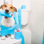 犬のトイレに囲いは必要？囲いのあるおすすめトイレを紹介