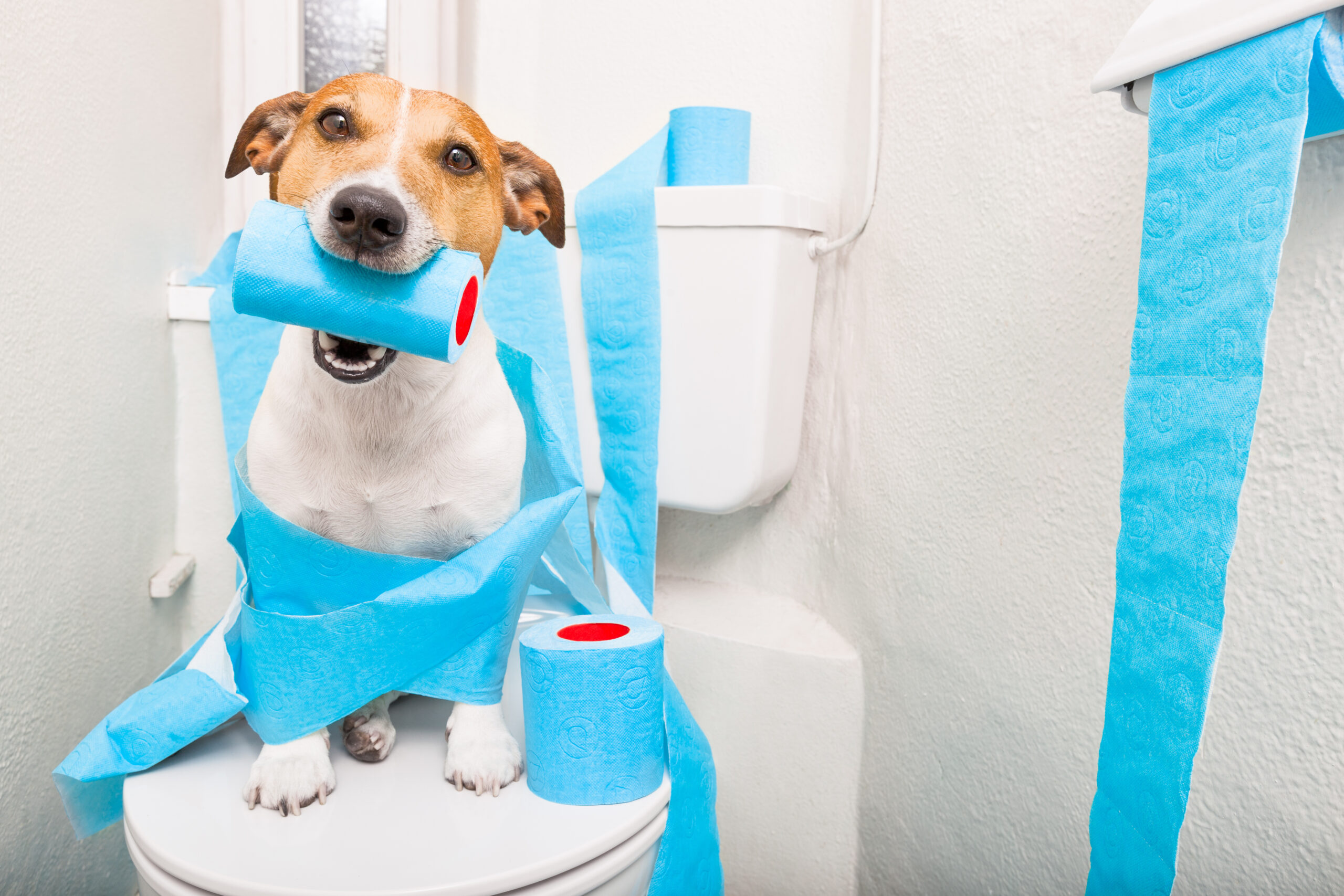 犬のトイレに囲いは必要？囲いのあるおすすめトイレを紹介