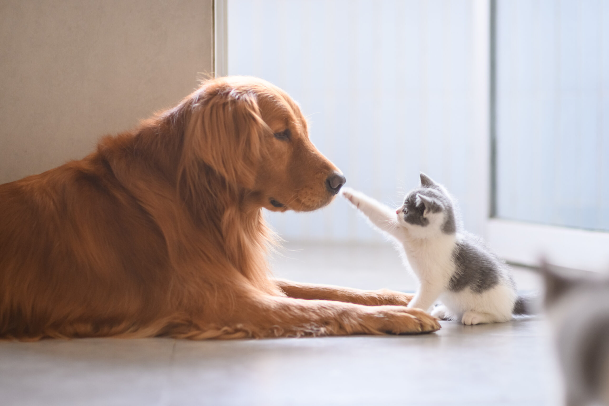 犬猫のかわいい癒し動画のおすすめ。人気のチャンネルをご紹介！