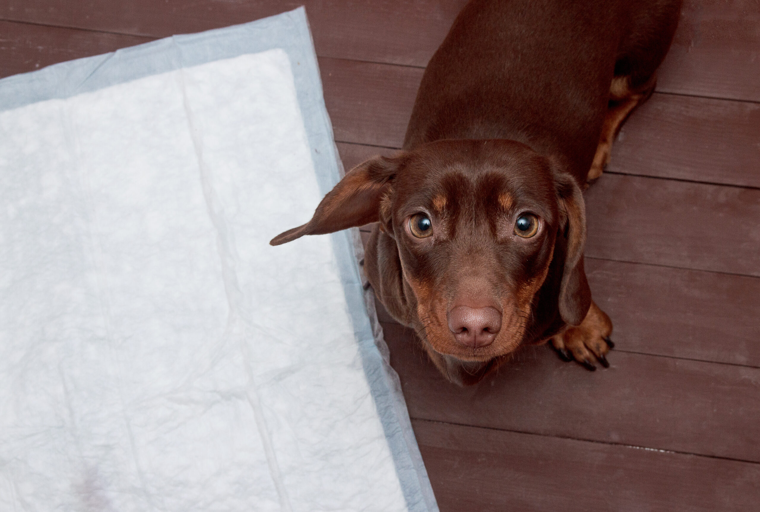 【犬のトイレシートの選び方】おすすめのトイレシートを紹介