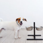 犬の餌をのせる台の選び方3選！愛犬の食事を快適に