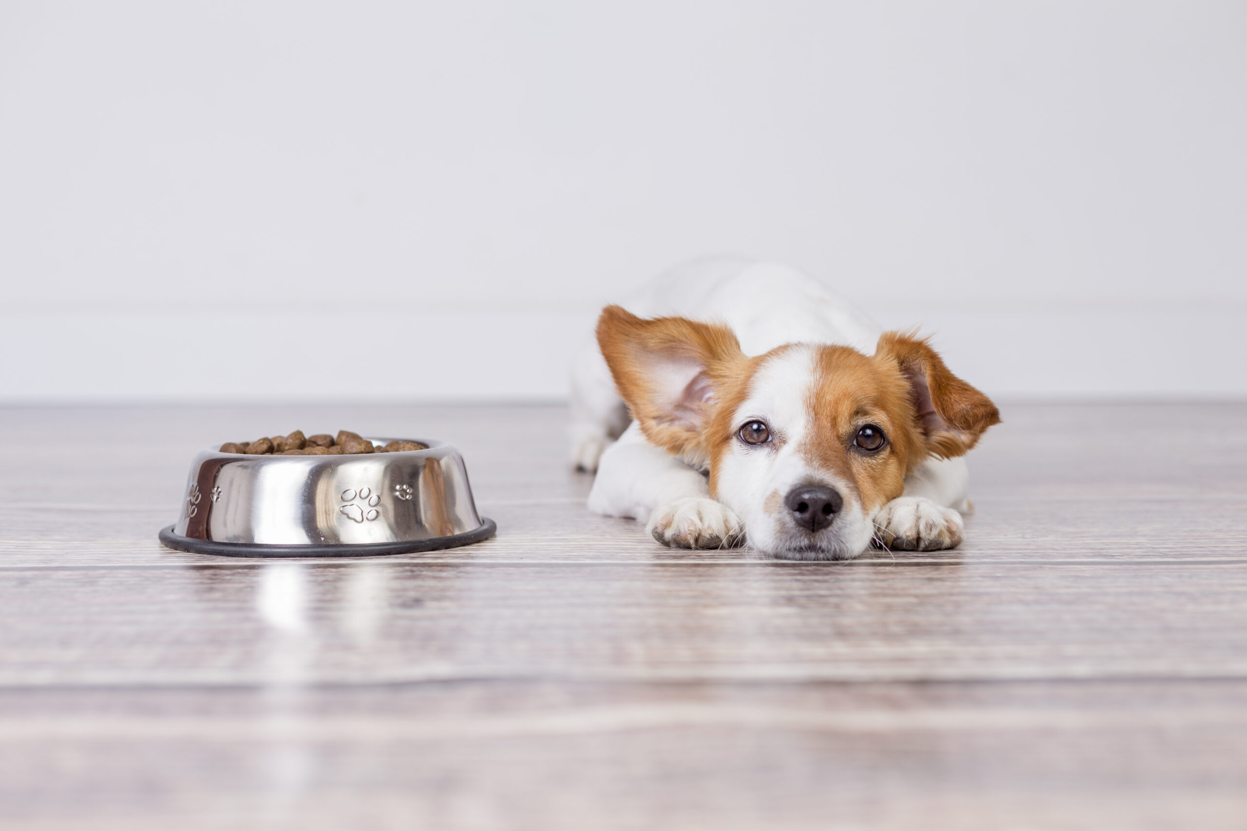 犬が何日もご飯を食べない…どうして！？〜原因と対処法をご紹介〜