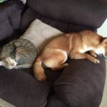 柴犬と猫の相性は？柴犬と猫が上手く暮らしていける3つのポイント