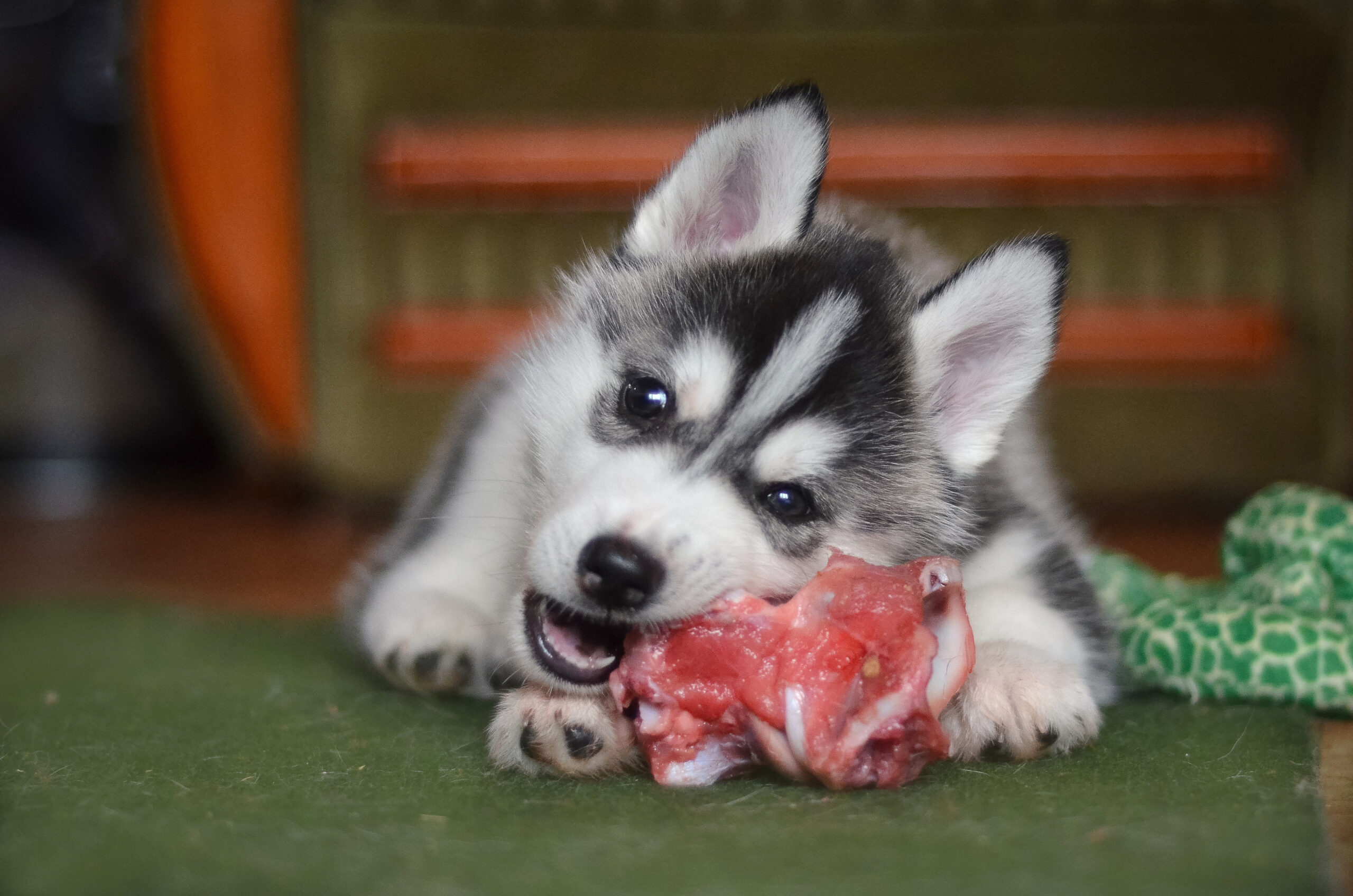 骨はただのおやつじゃない！愛犬が骨を食べて得られる4つのメリットをご紹介