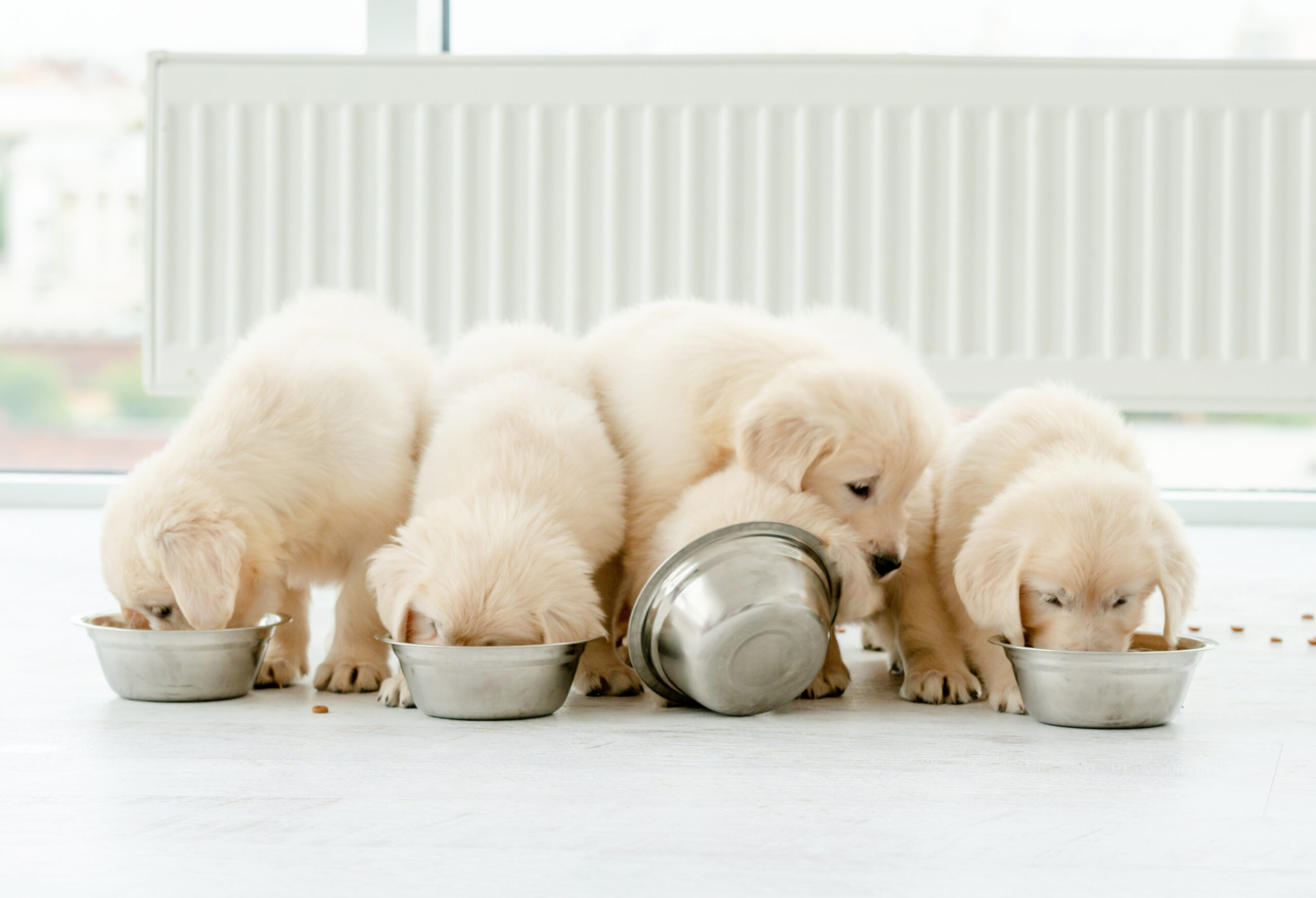 子犬のご飯について〜何を与えたらいい？いつ与える？人気のドッグフードも紹介！！～