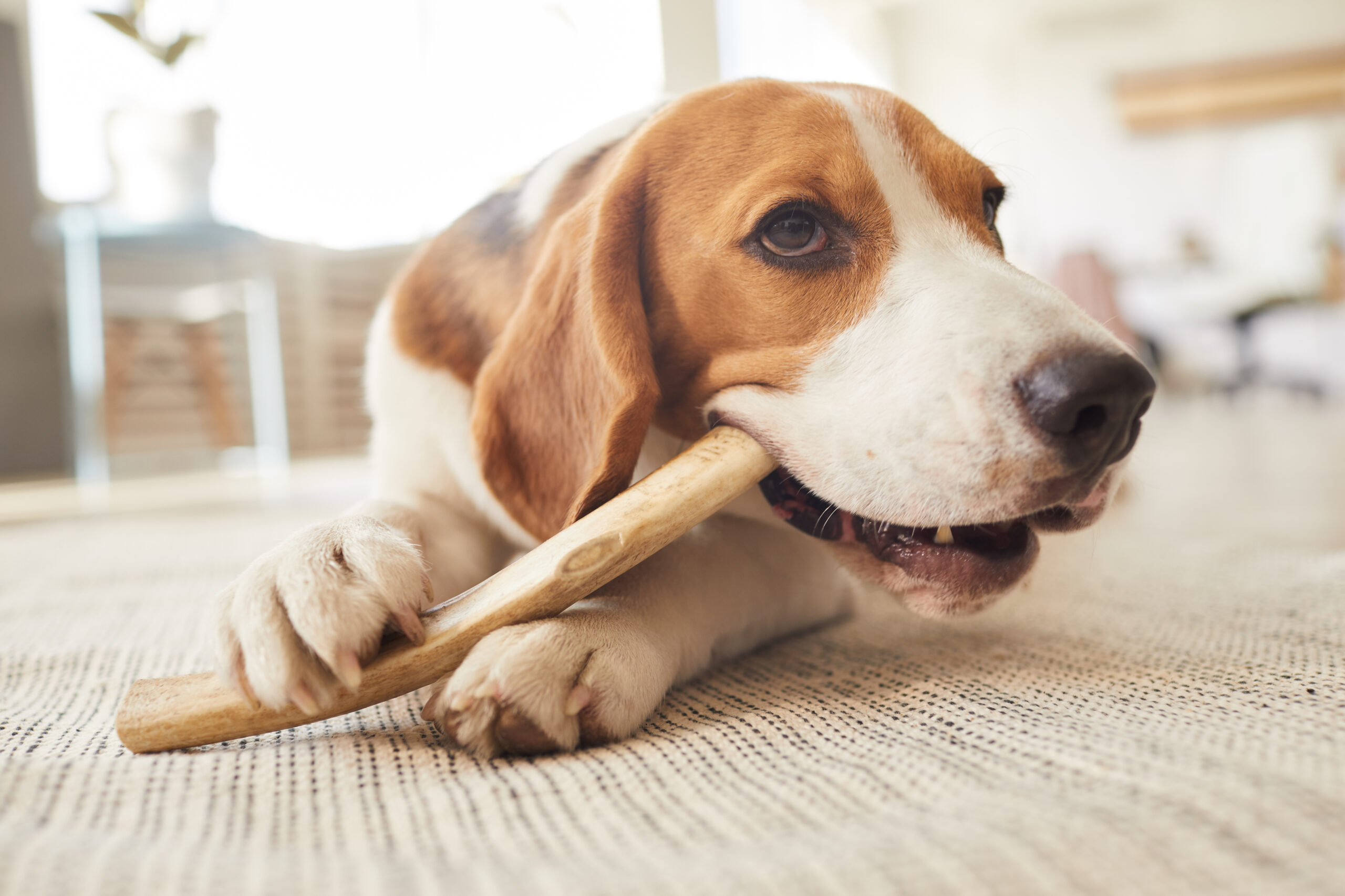 犬は骨を食べてもよい？与えてはいけないと言われる理由と正しい食べさせ方を解説