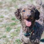 犬の避妊手術は必要？術後性格が変わるってホント？