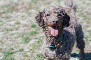 犬の避妊手術は必要？術後性格が変わるってホント？