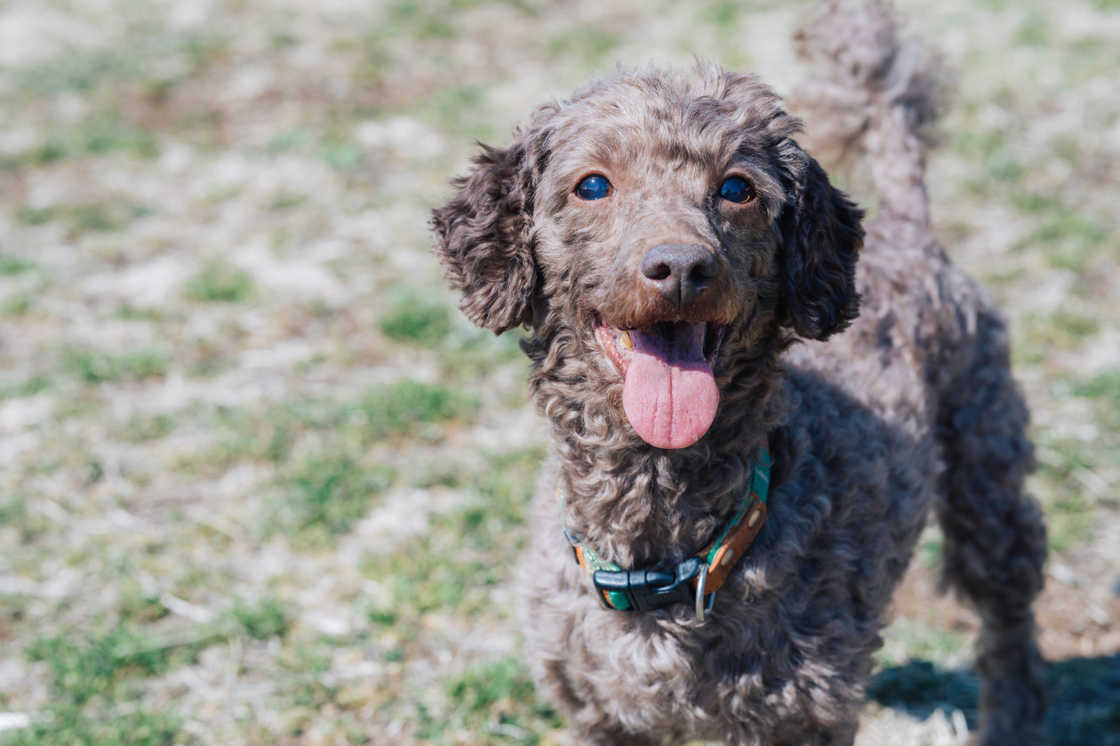 犬の避妊手術は必要？術後性格が変わるってホント？