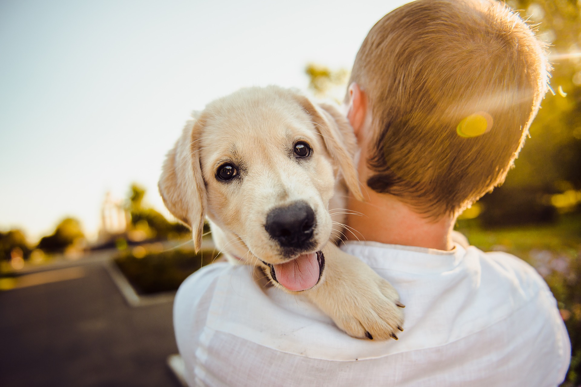 犬がかわいいのはなぜ？自分に合うのはどの犬種？