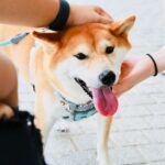 【柴犬好き必見】柴犬はなぜかわいい？かわいいポイントまとめ