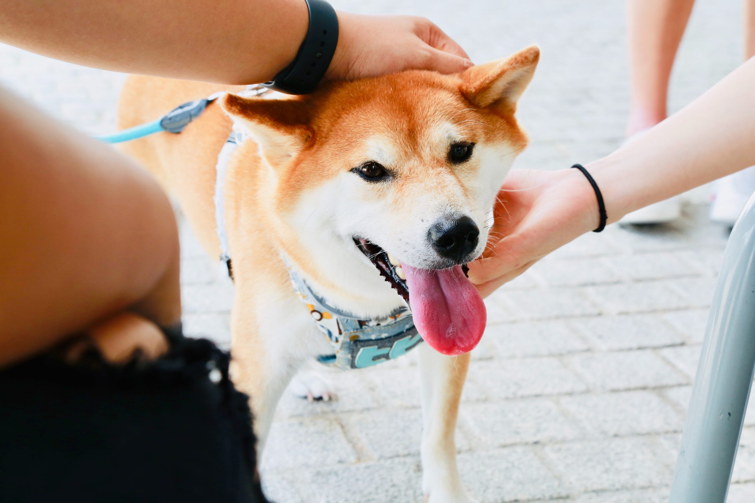 【柴犬好き必見】柴犬はなぜかわいい？かわいいポイントまとめ