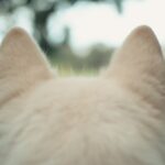 犬の耳垢が茶色くなる3つの原因。気をつけること