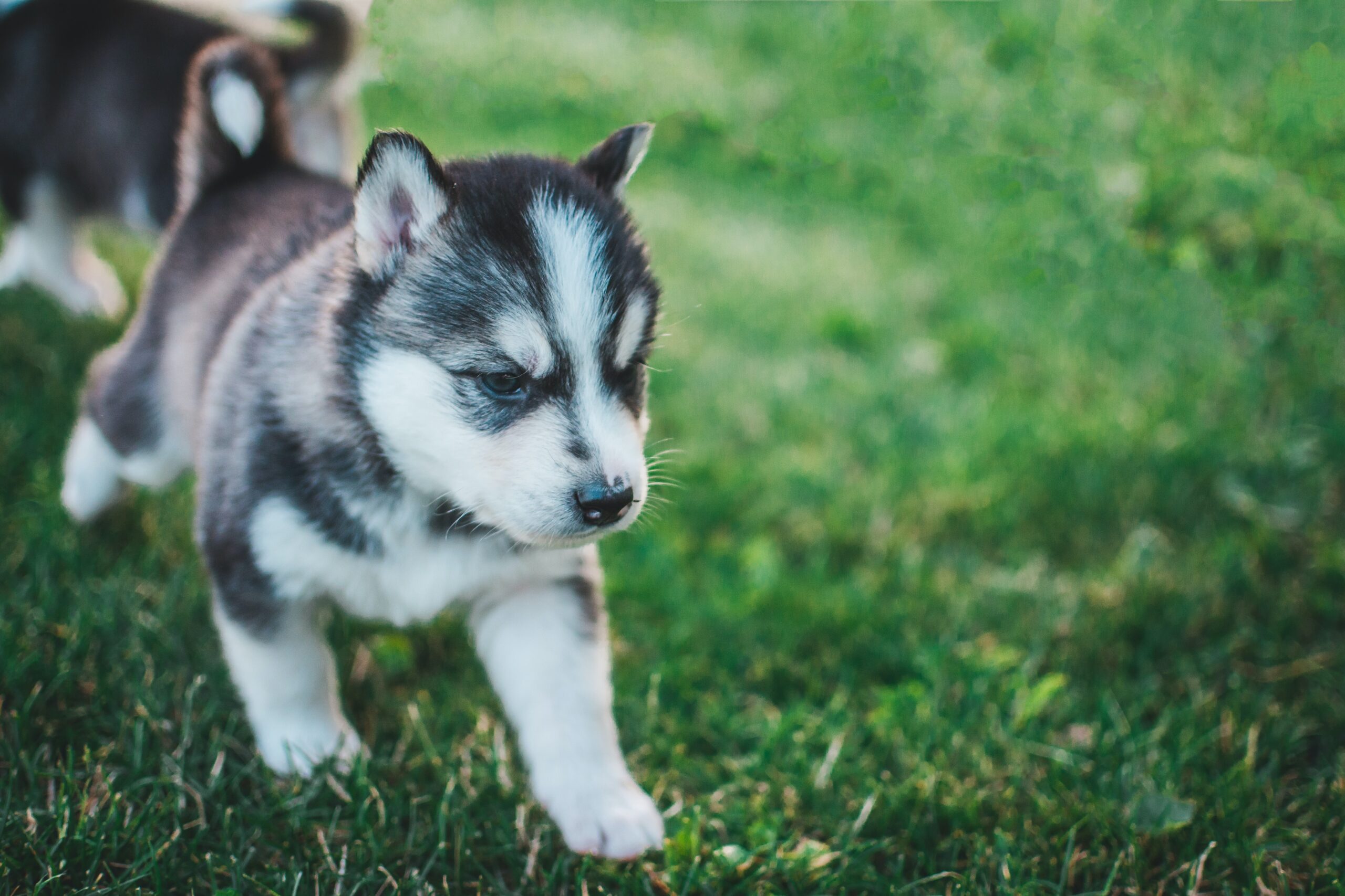 子犬がかわいいのはなぜ？犬種ごとの子犬一覧