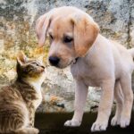 犬と猫の習性。あなたにぴったりなペットはどっち？