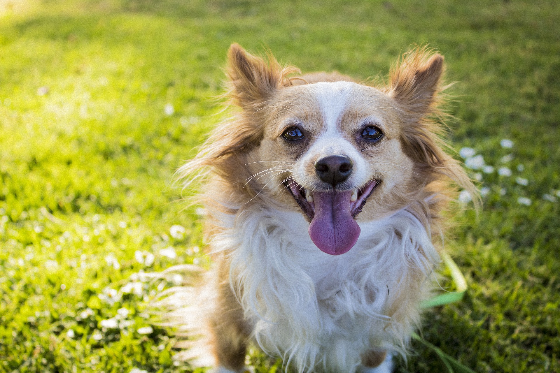 雑種犬がかわいいのはなぜ？かわいい雑種犬の一覧