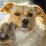 犬と猫は仲が悪い？仲が悪くなる原因とケンカになる時のサイン