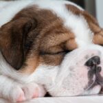 犬のダイエット【運動編】