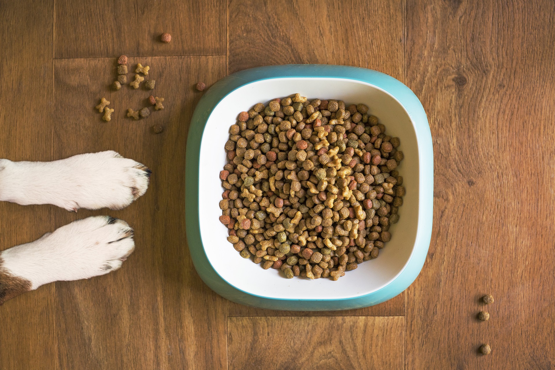 犬の餌とは？餌のさまざまな種類と手作りの方法