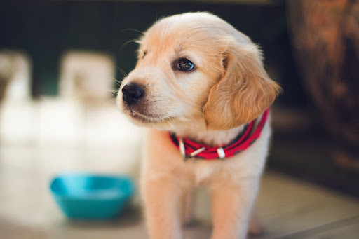 愛犬の去勢後の流れと回復の様子。これだけ気をつければ安心！