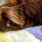 老犬がごはんを食べない時にできること