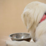 愛犬がごはんを食べないのはわがまま？