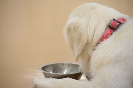 愛犬がごはんを食べないのはわがまま？