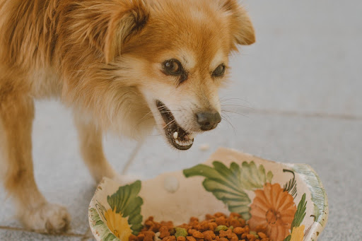 愛犬がドッグフードを食べない？原因と4つの対応方法