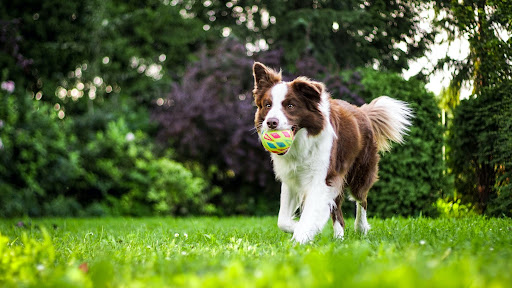 犬の去勢手術のおすすめの時期は？発情期の問題行動を防ぐには？