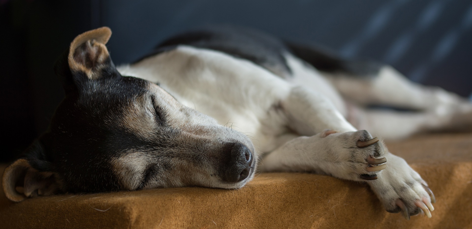 犬も認知症になる？なりやすい犬種と年齢