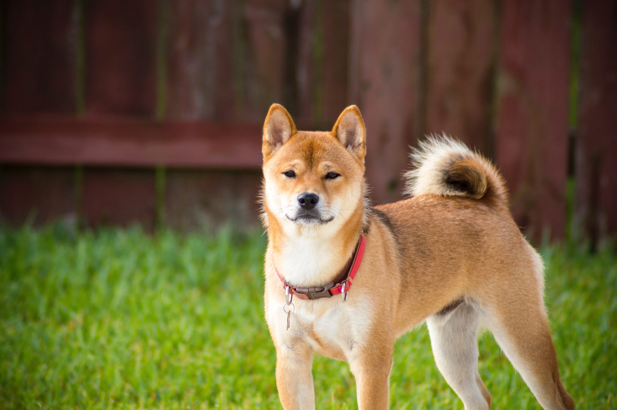 柴犬につける名前は？失敗しない名前の付け方を解説