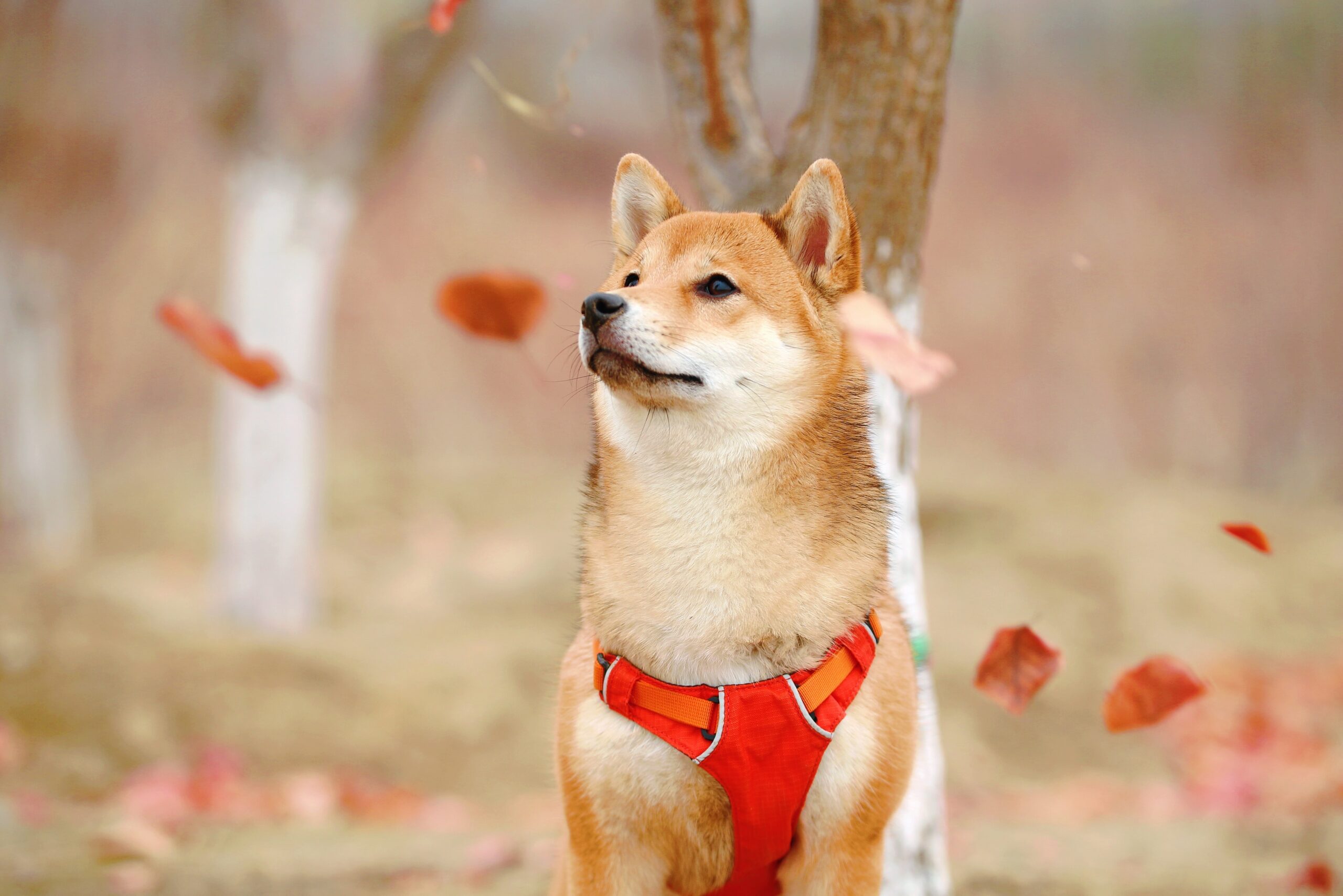 柴犬のトリミングのやり方は？必要なタイミングと正しいやり方